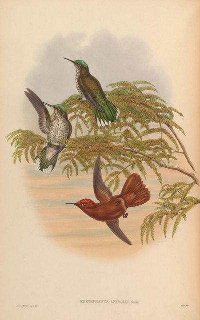 Eustephanus leyboldi = Sephanoides fernandensis leyboldi by John Gould